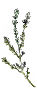 Une Pinceé de Provence illustration of some thyme