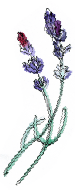 Une Pinceé de Provence illustration of some lavender