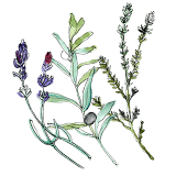 Product button illustration showing Provencal lavender and herbs